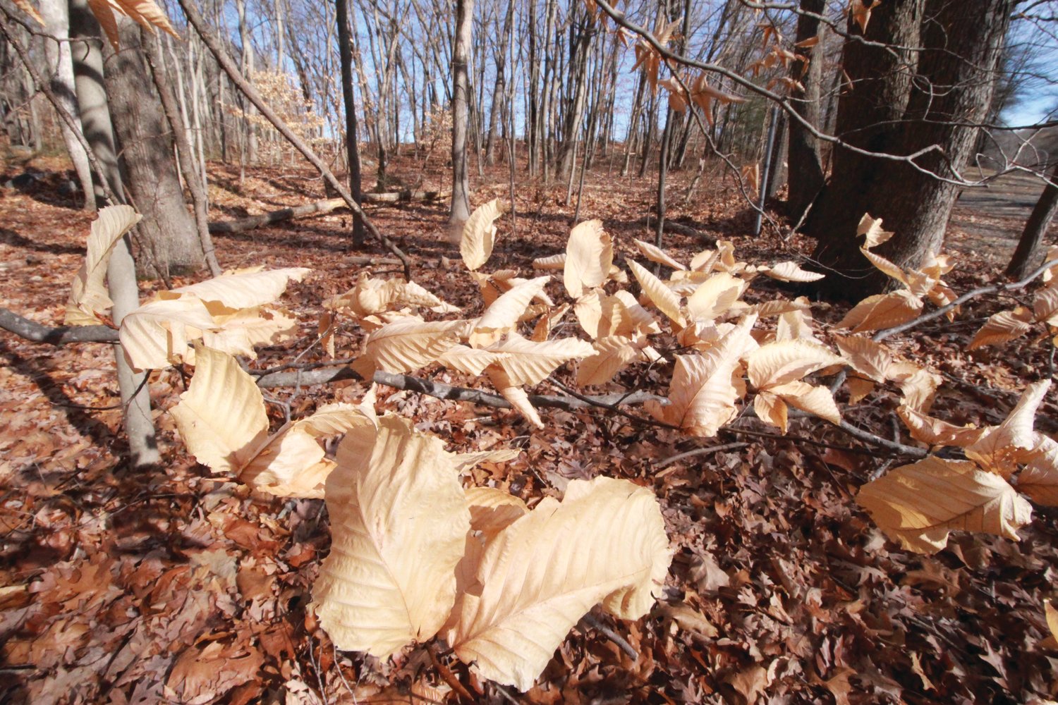 IN A BEECH FOREST: Nathan Cornell has identified a stand of beech trees in the woodlands of the CCRI Knight Campus.